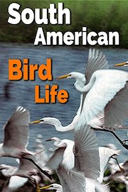 South American Bird Life