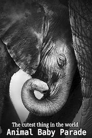 Animal Baby Parade - The cutest thing in the world