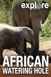 Explore: African Watering Hole