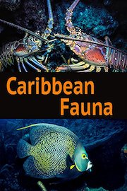 Caribbean Fauna