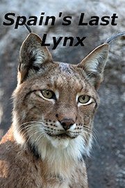 Spain's Last Lynx