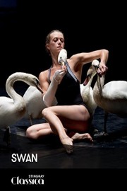 Swan