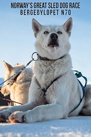 Norway's Great Sled Dog Race: Bergebylopet N70