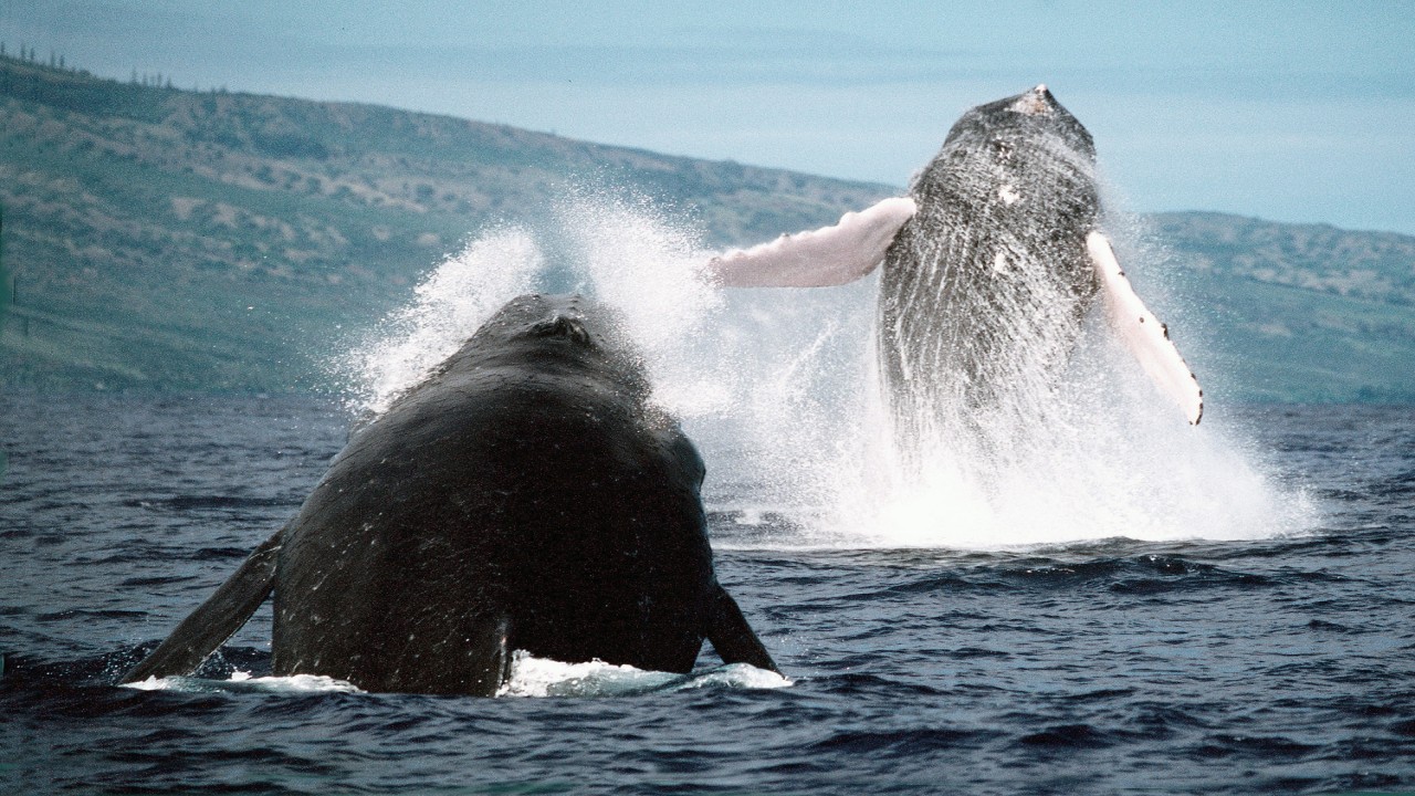 Fellowship Of The Humpback Whales
