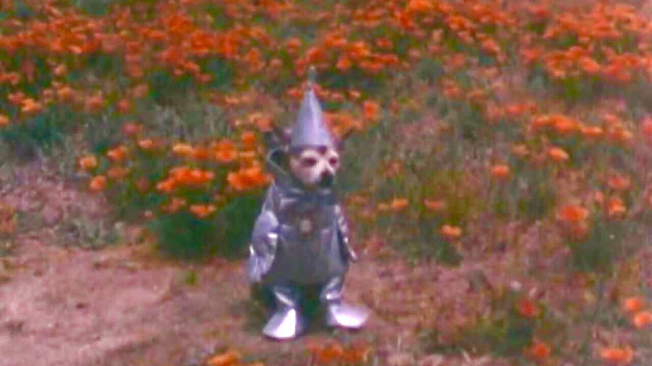Tin Woodman's Home Movie #2