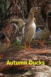 Autumn Ducks