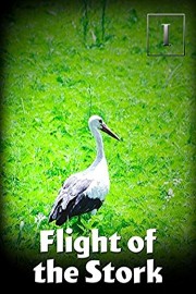 Flight of the Stork