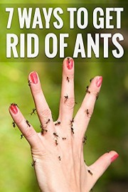 7 Genius Ways To Get Rid Of Ants