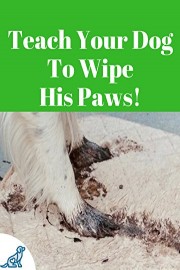 Teach Your Dog To Wipe His Paws