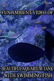 Fun Ambient Video of Beautiful Aquarium Tank With Swimming Fish
