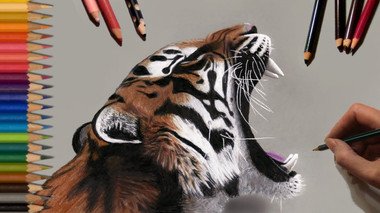 Roaring Tiger Real Time Drawing by Jasmina Susak