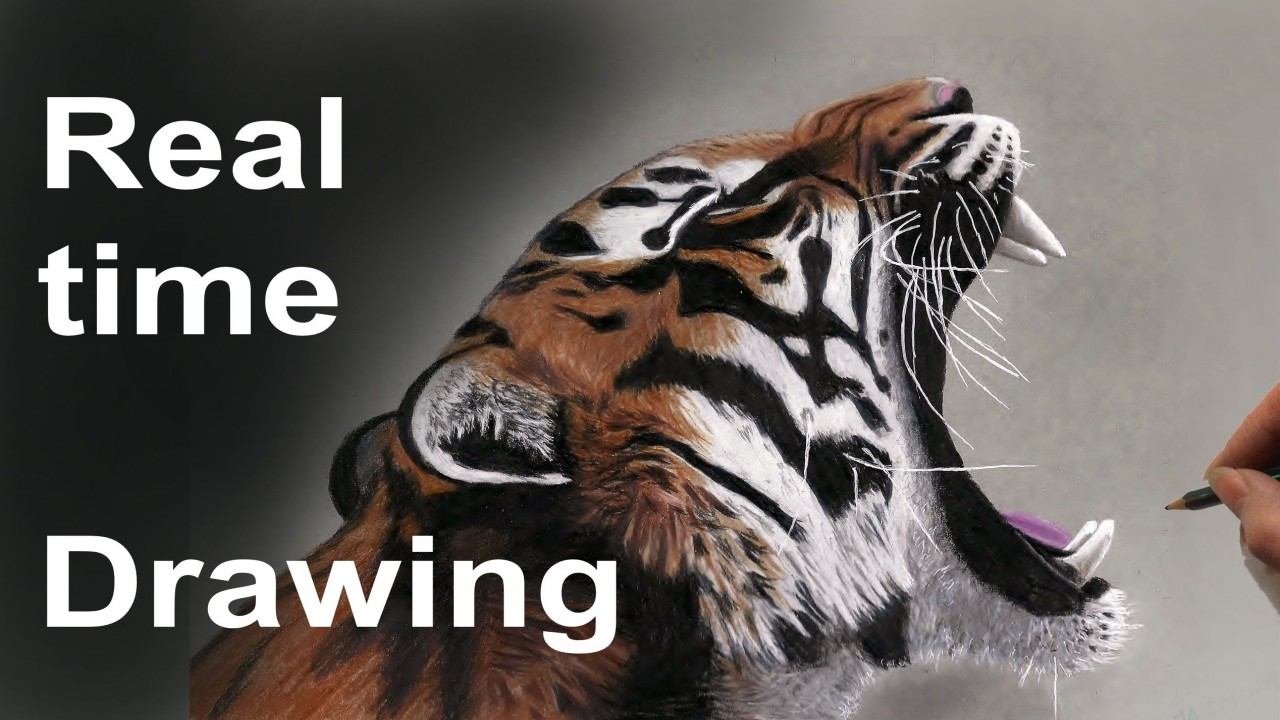 Real Time Drawing of a Yawning Tiger