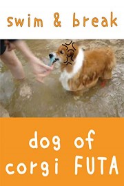 dog of corgi FUTA - swim & break