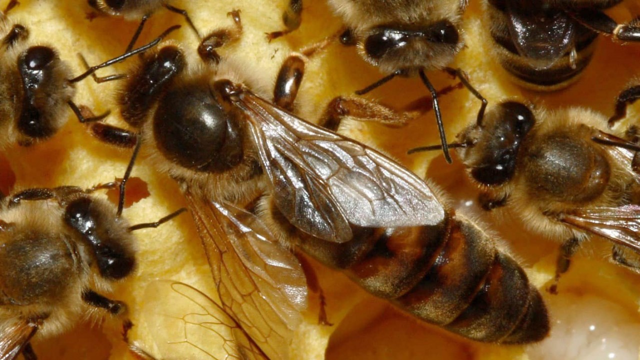 Bees - Living for the Queen