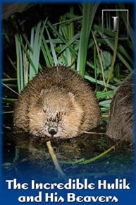 The Incredible Hulik and His Beavers