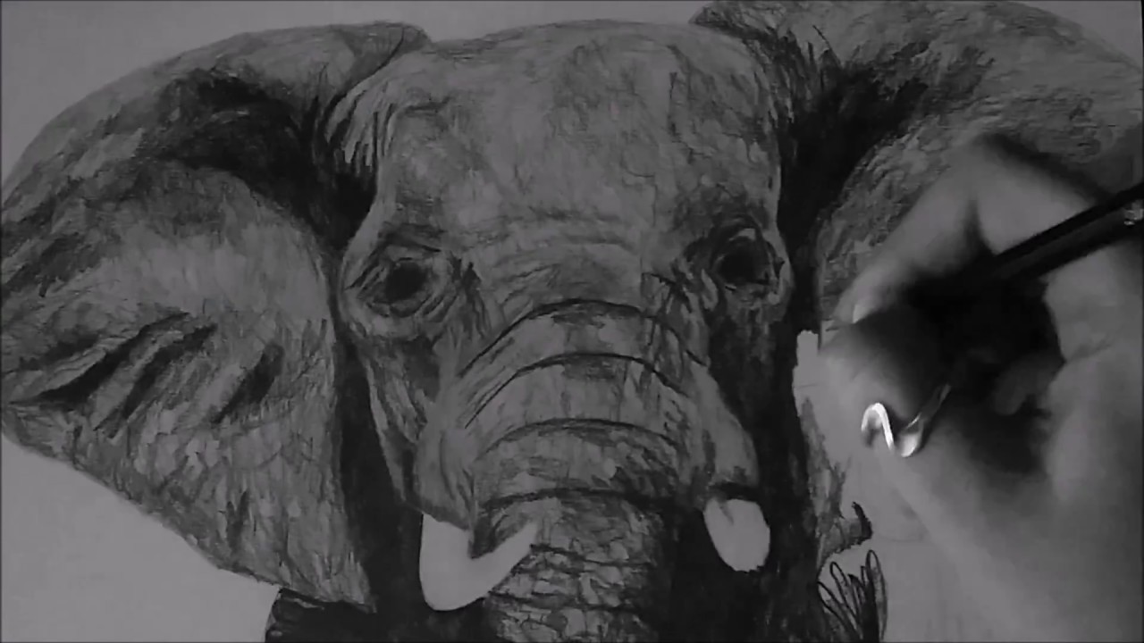 Elephant Real Time Drawing by Jasmina Susak