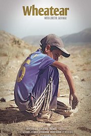 Wheatear