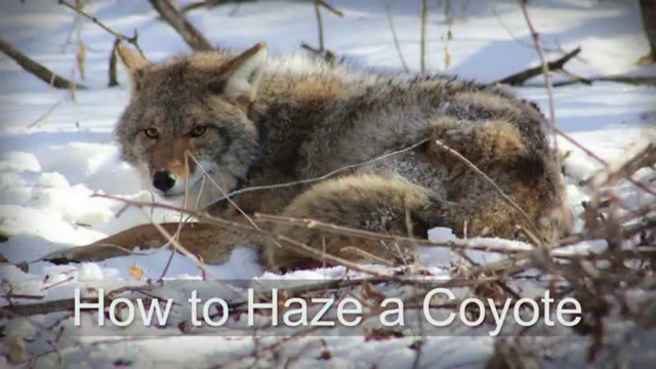 How To Haze A Coyote