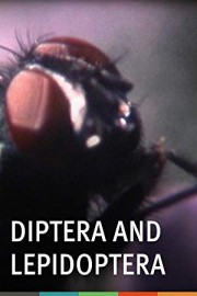 Diptera and Lepidoptera