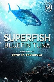 Superfish: Bluefin Tuna - Narrated by David Attenborough