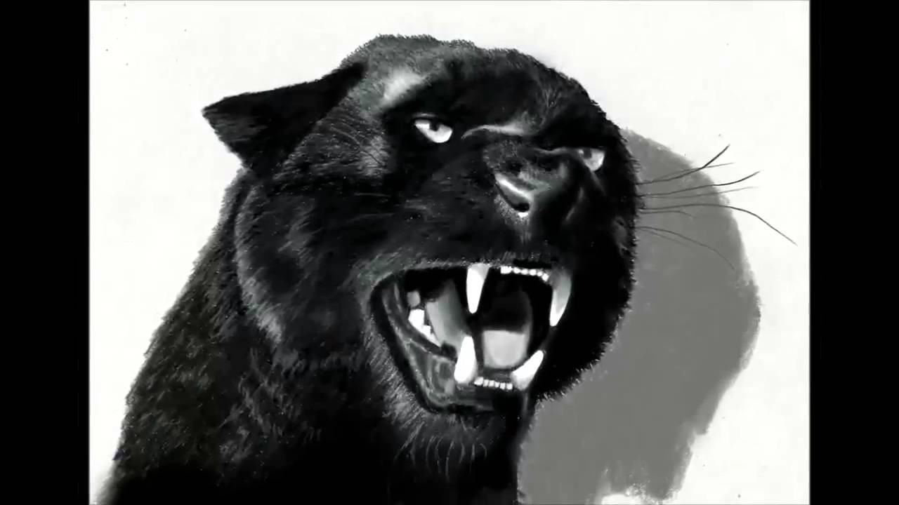 Drawing of a Roaring Black Panther