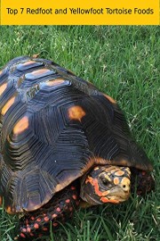 The Top 7 Redfoot and Yellowfoot Tortoise Food Items
