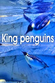 King penguins