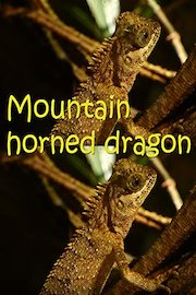 Mountain horned dragon