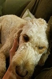 Meet DT Cyber Solutions GoldenDoodle