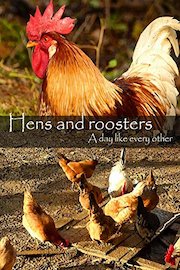 Hens and roosters. A day like every other