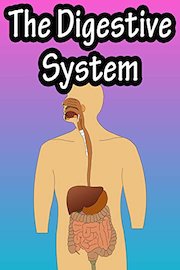 The Digestive System