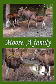 Moose. A family
