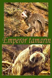 Emperor tamarin