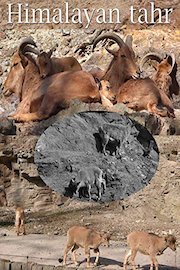 Himalayan tahr
