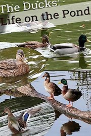 The Ducks: Life on the Pond