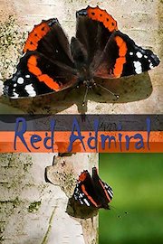 Red Admiral