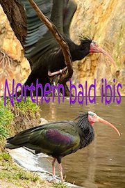 Northern bald ibis