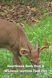 Heartbreak Buck Over A Whitetail Institute Food Plot
