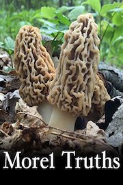 Morel Truths: What are Morel Mushrooms?
