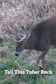 Tall Tine Tuber Buck