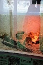 London Olympic Experience 2012