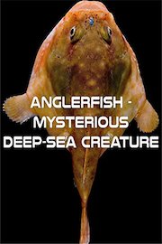 Anglerfish - Mysterious Deep-Sea Creature