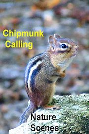 Chipmunk Calling