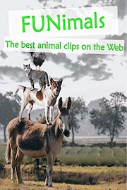 Funimals - The best animal clips on the Web