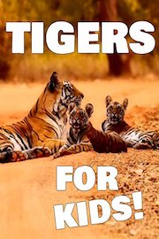 Tigers for Kids!