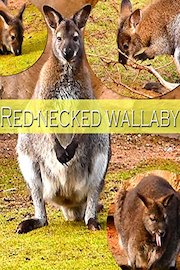 Red-necked wallaby