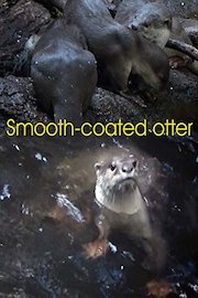 Smooth-coated otter