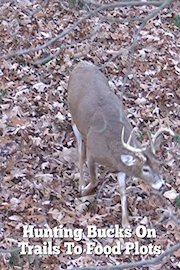 Hunting Bucks On Trails To Food Plots