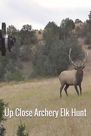 Up Close Archery Elk Hunt