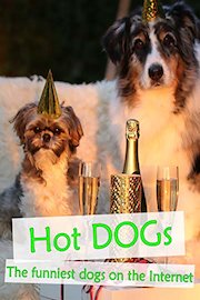 Hot Dogs - The funniest dogs on the Internet